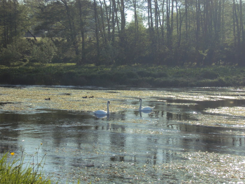 mouzon entre meuse et chier1895.jpg